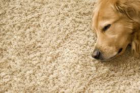 Carpet cleaning sutton